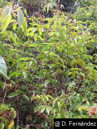 Rubus adenotrichos image