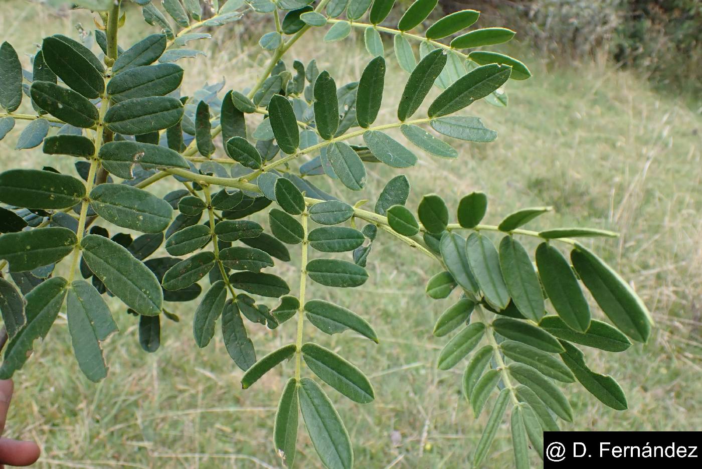 Senna multiglandulosa image