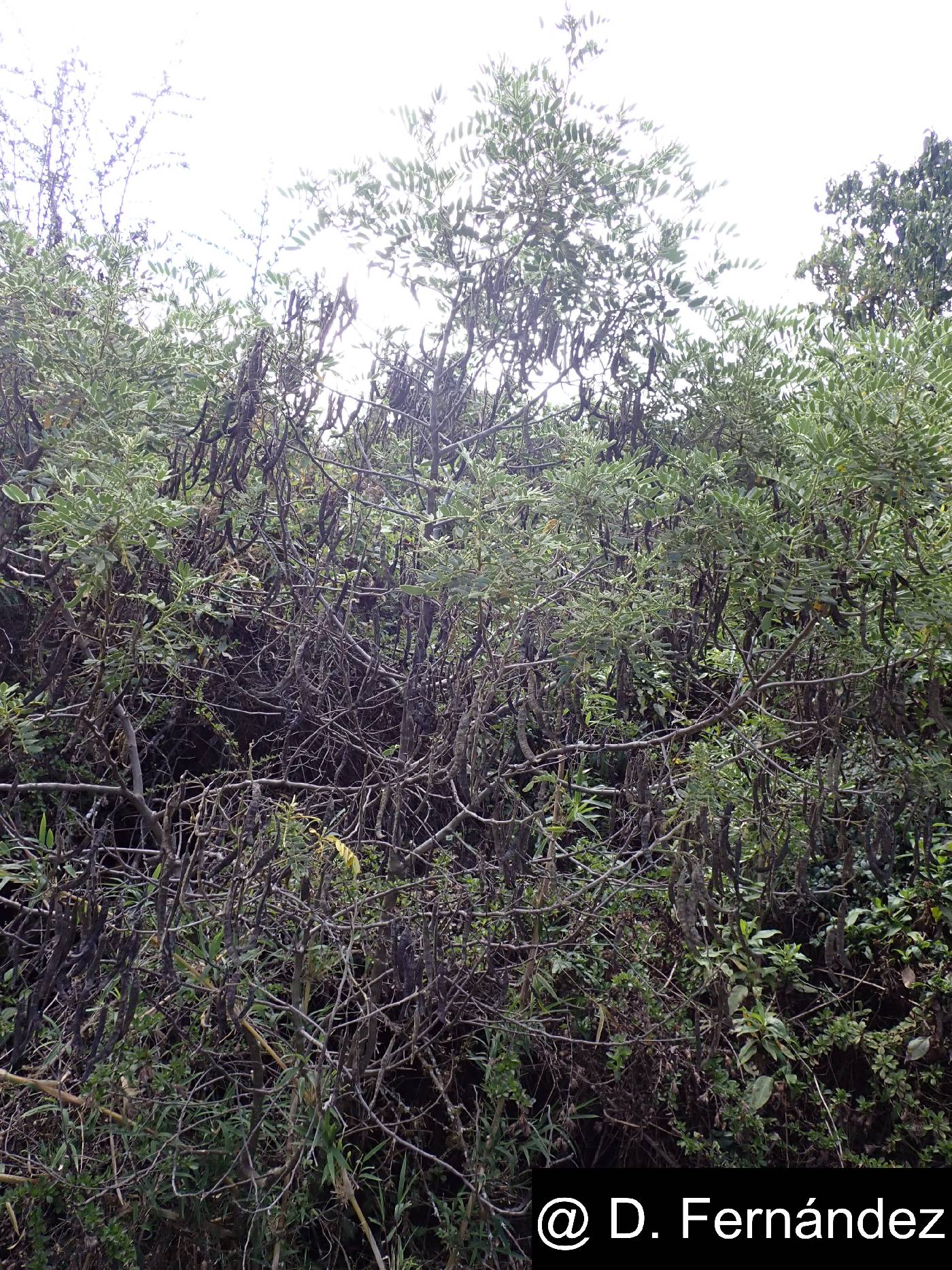 Senna multiglandulosa image