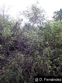 Senna multiglandulosa image