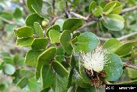 Myrcianthes hallii image