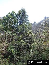 Myrcianthes hallii image