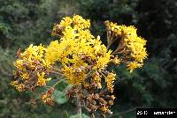 Sampera coriacea image