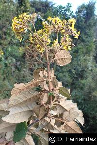 Image of Sampera coriacea