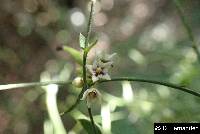 Scyphostelma microphyllum image