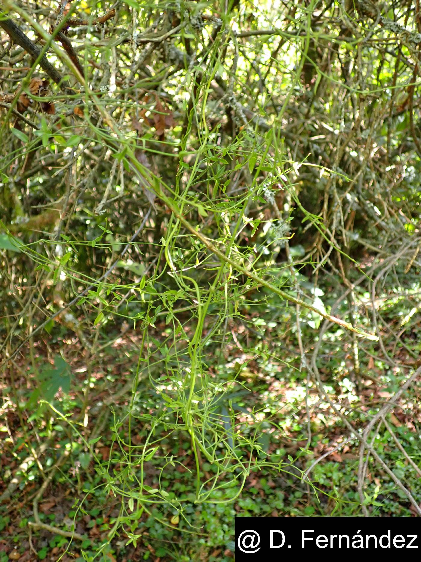 Scyphostelma microphyllum image