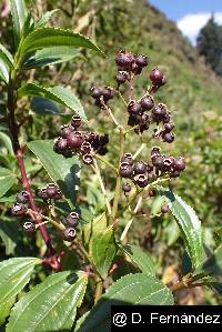 Miconia crocea image