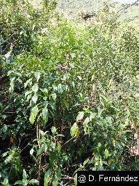 Miconia crocea image