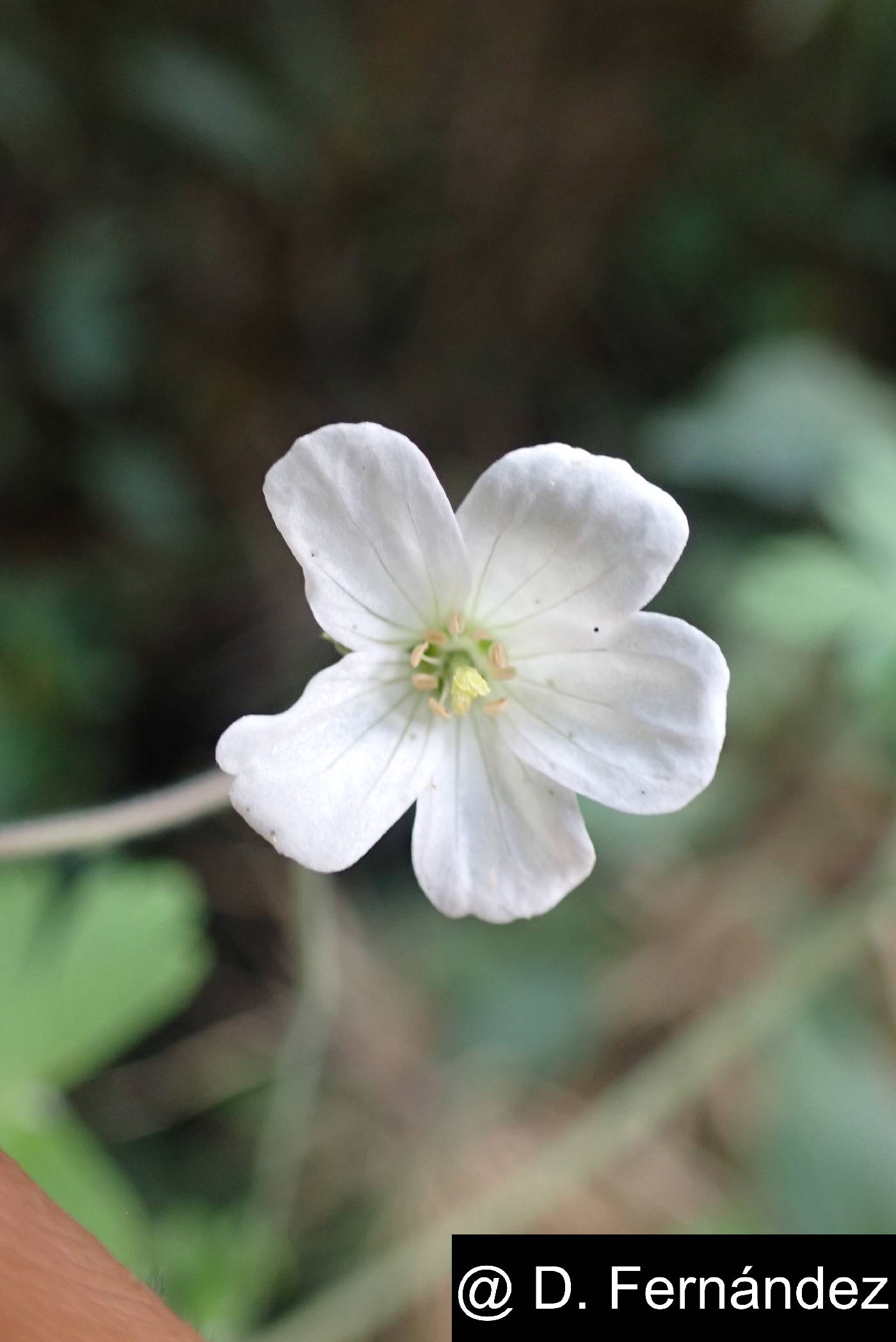 Geranium killipii image