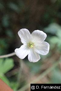 Geranium killipii image