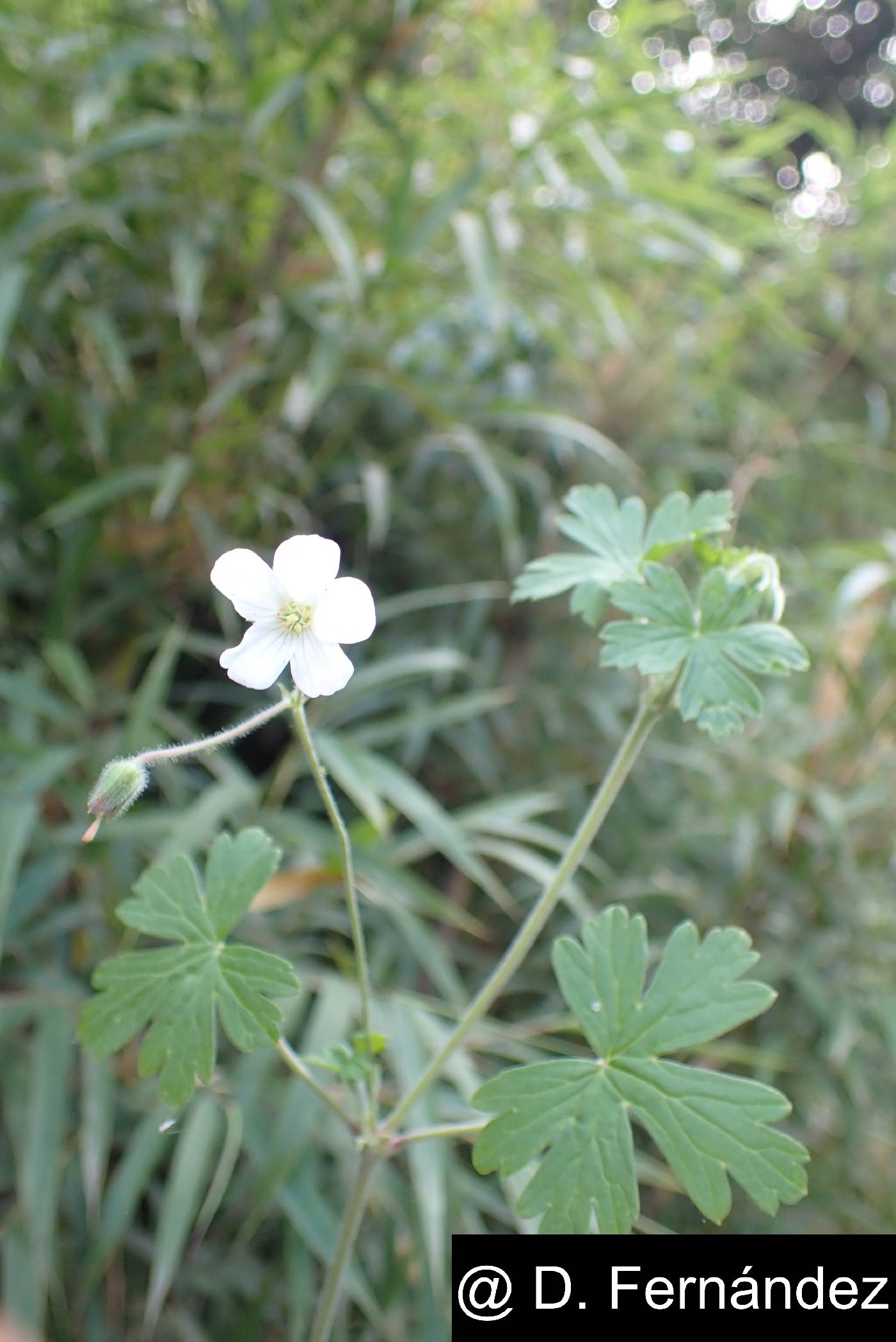 Geranium killipii image