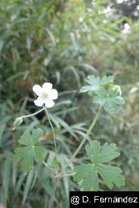 Image of Geranium killipii