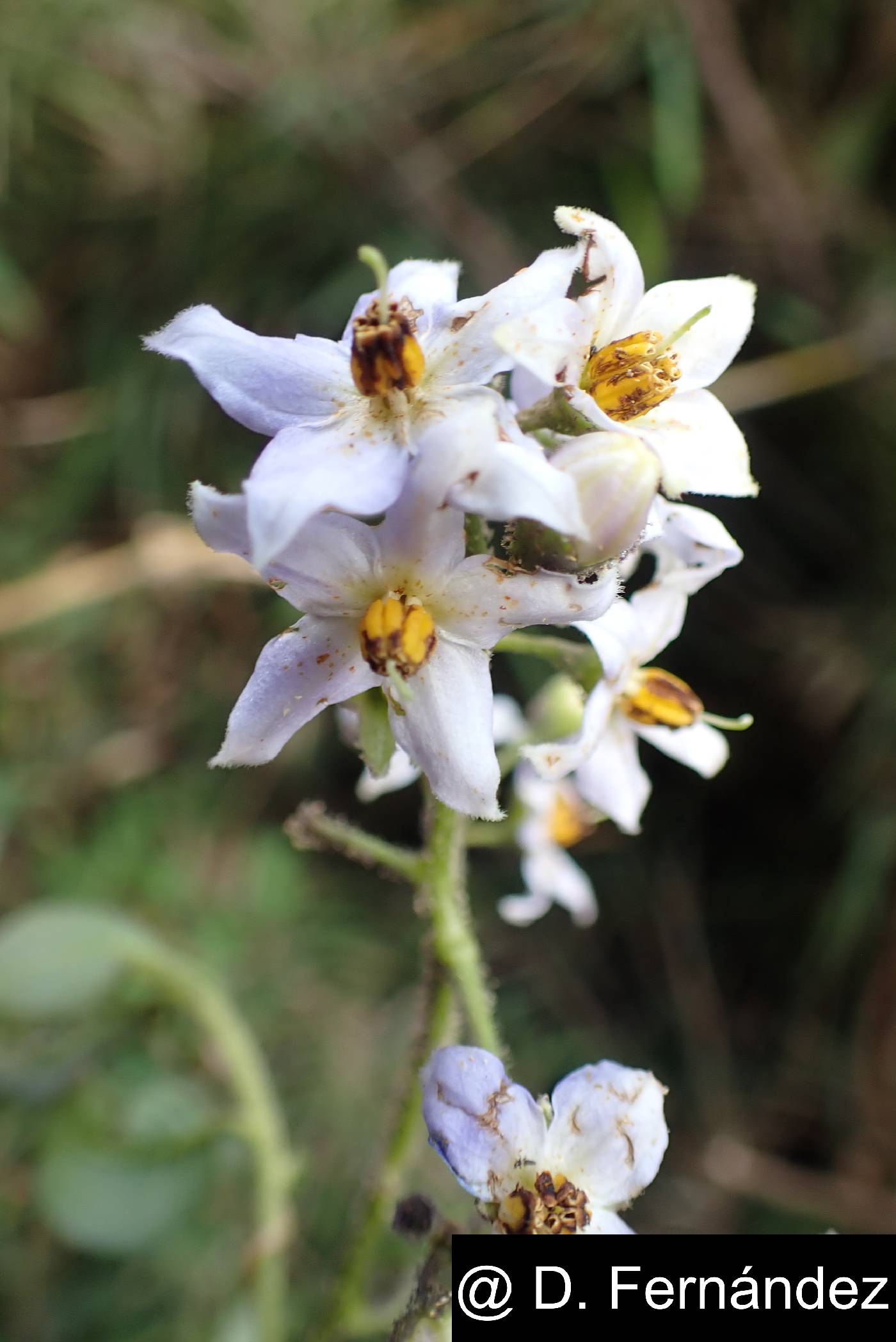 Solanum aureum image