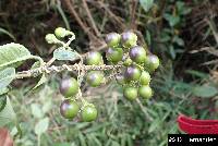 Solanum aureum image
