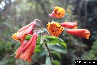 Bomarea multiflora image