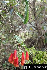 Bomarea multiflora image