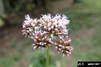 Asplundianthus pseudoglomeratus image