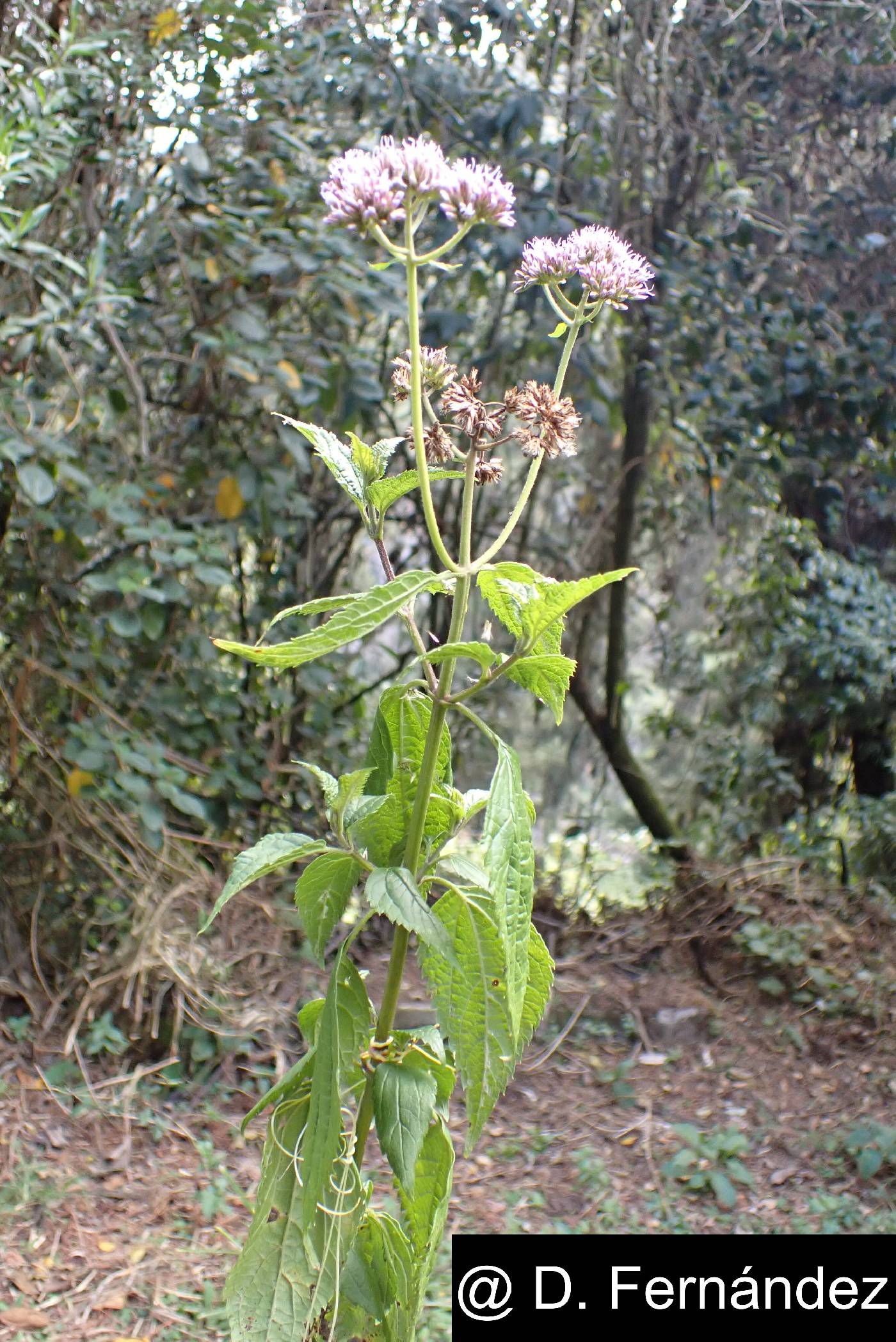 Asplundianthus pseudoglomeratus image