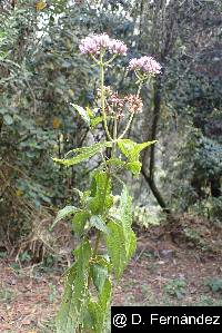 Image of Asplundianthus pseudoglomeratus
