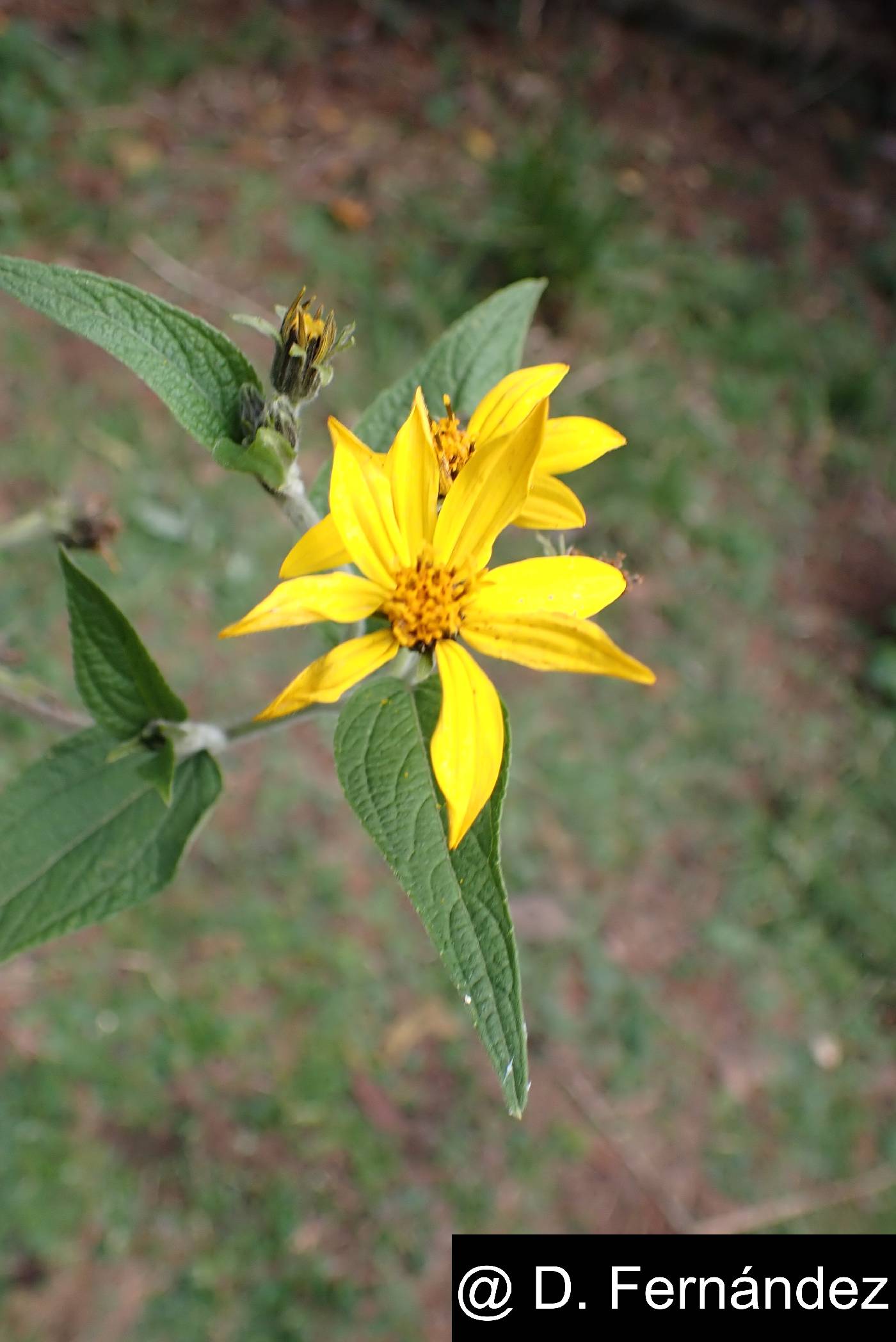 Viguiera quitensis image