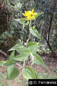 Viguiera quitensis image