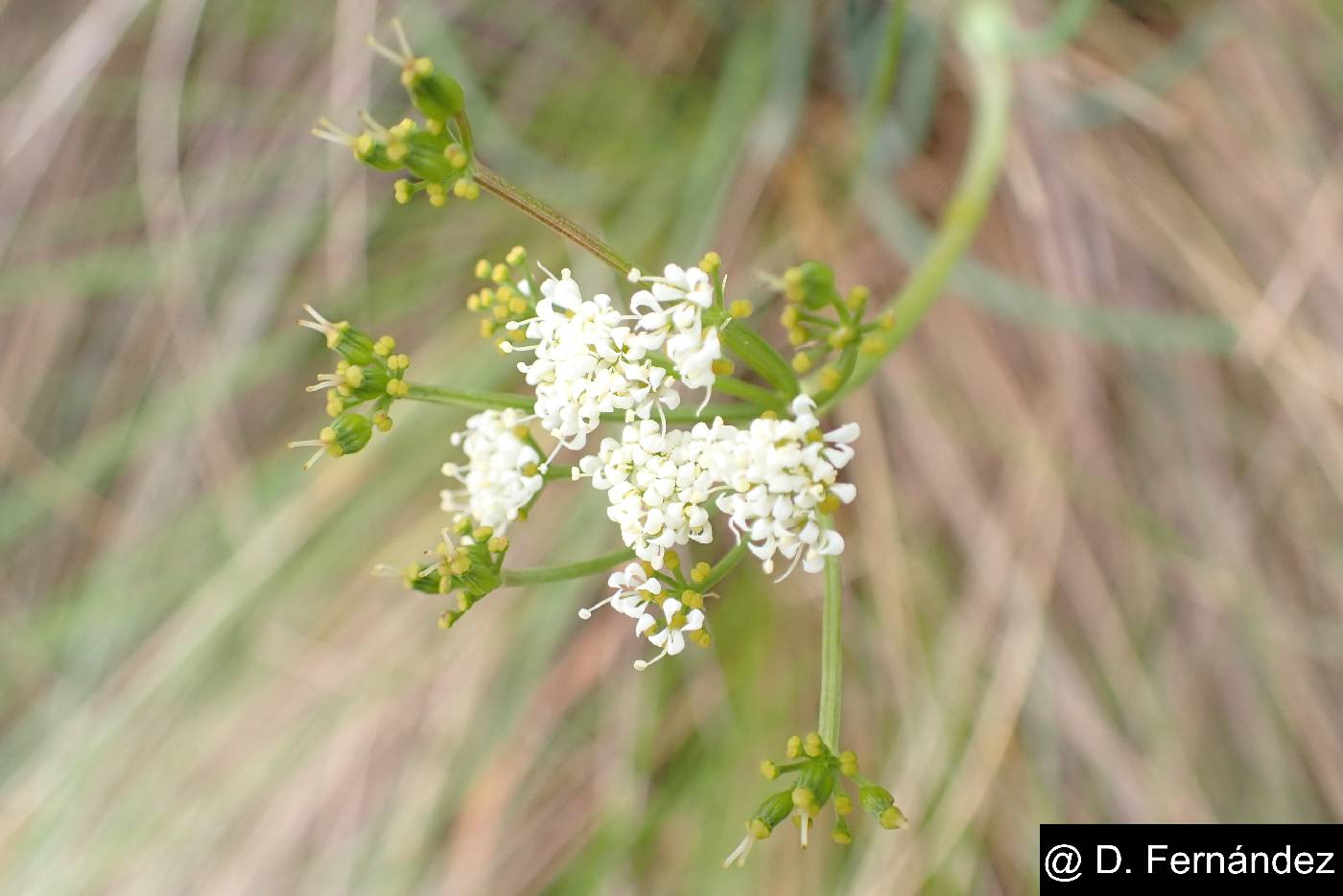 Ottoa oenanthoides image