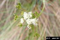 Ottoa oenanthoides image