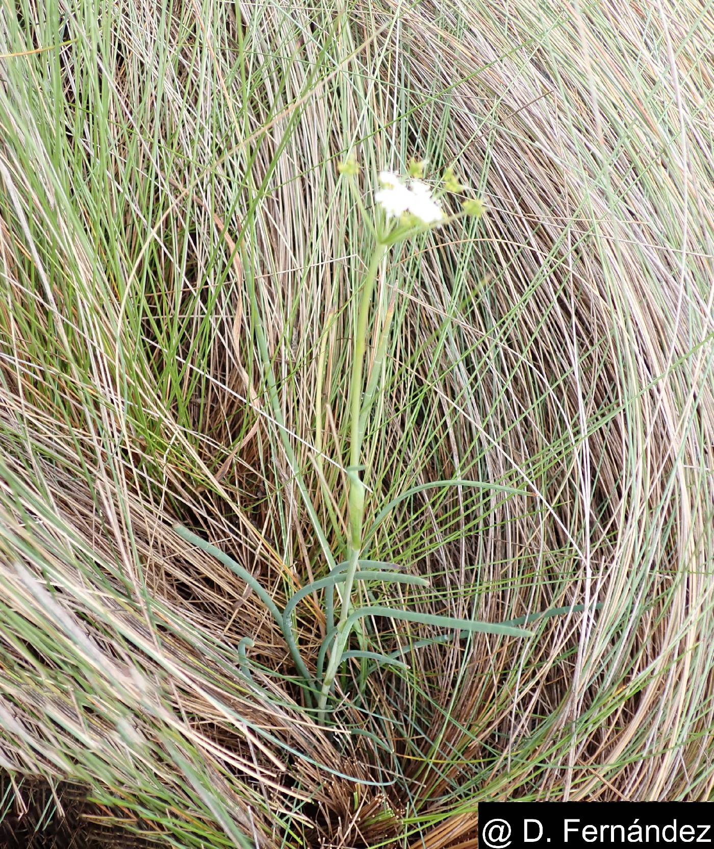 Ottoa oenanthoides image