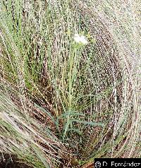 Ottoa oenanthoides image