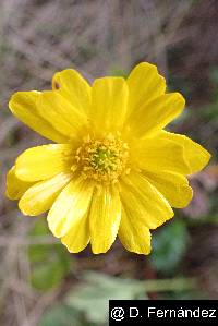 Ranunculus praemorsus image