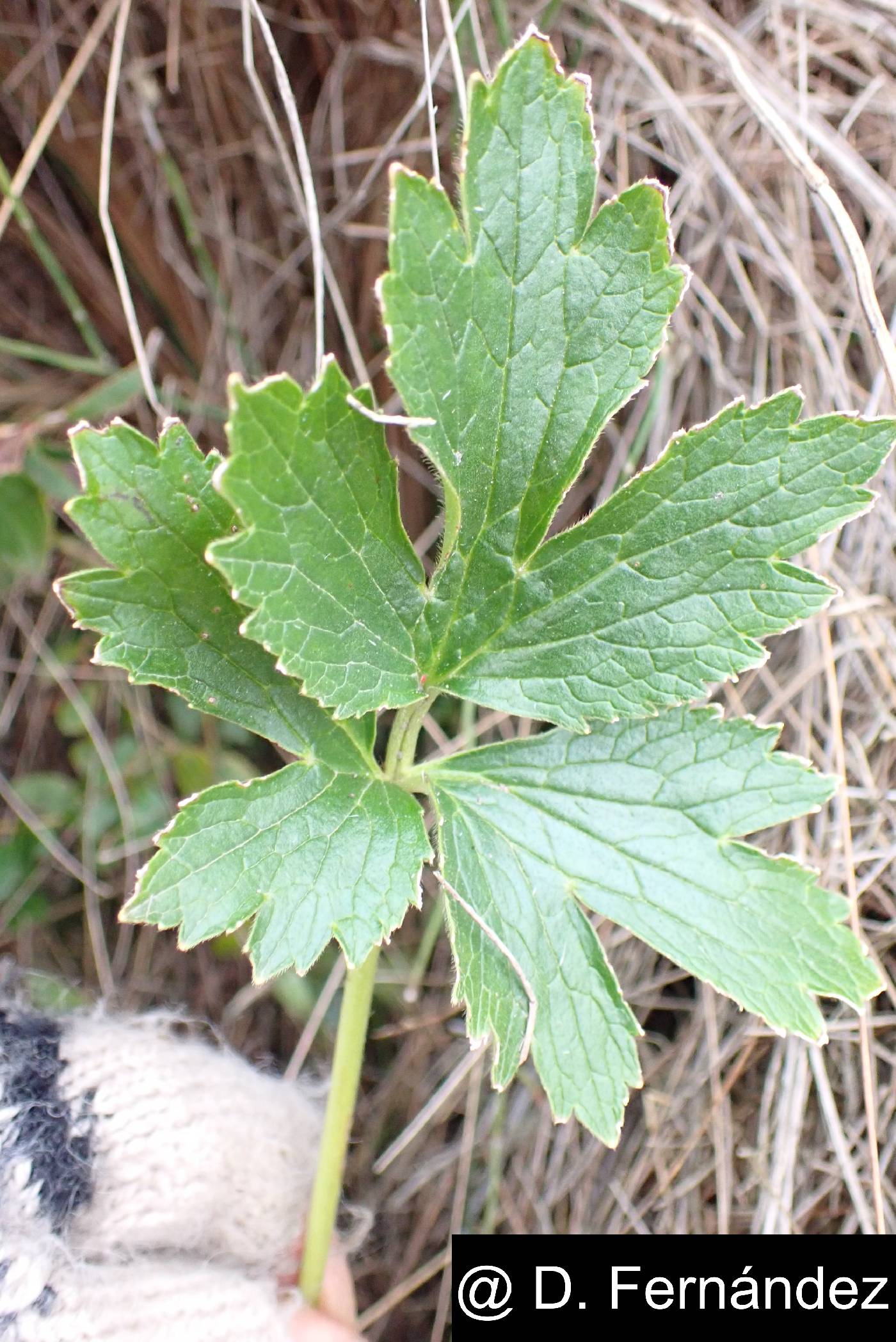 Ranunculus praemorsus image