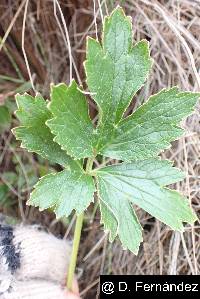 Ranunculus praemorsus image