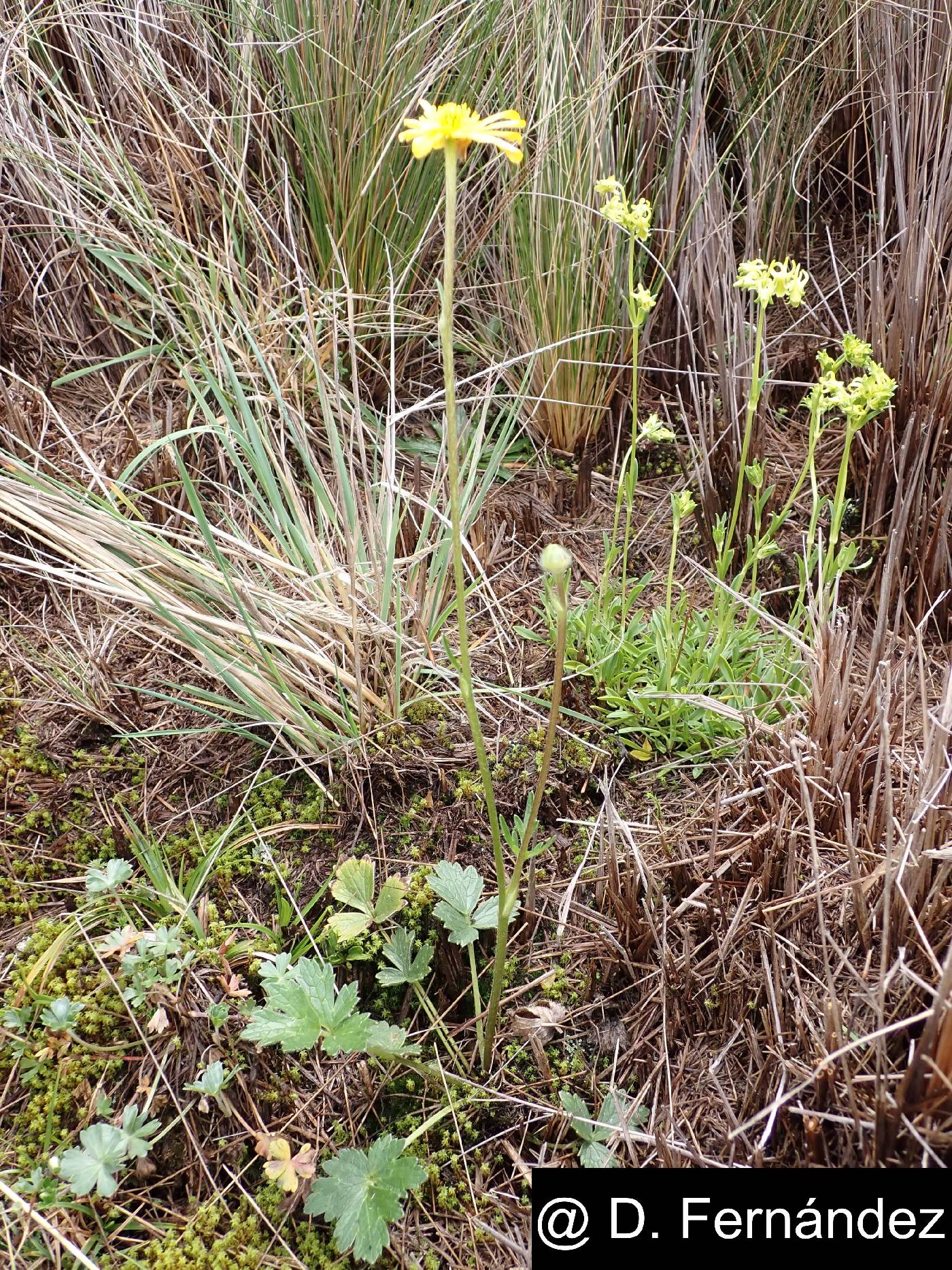 Ranunculus praemorsus image