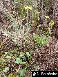 Image of Ranunculus praemorsus
