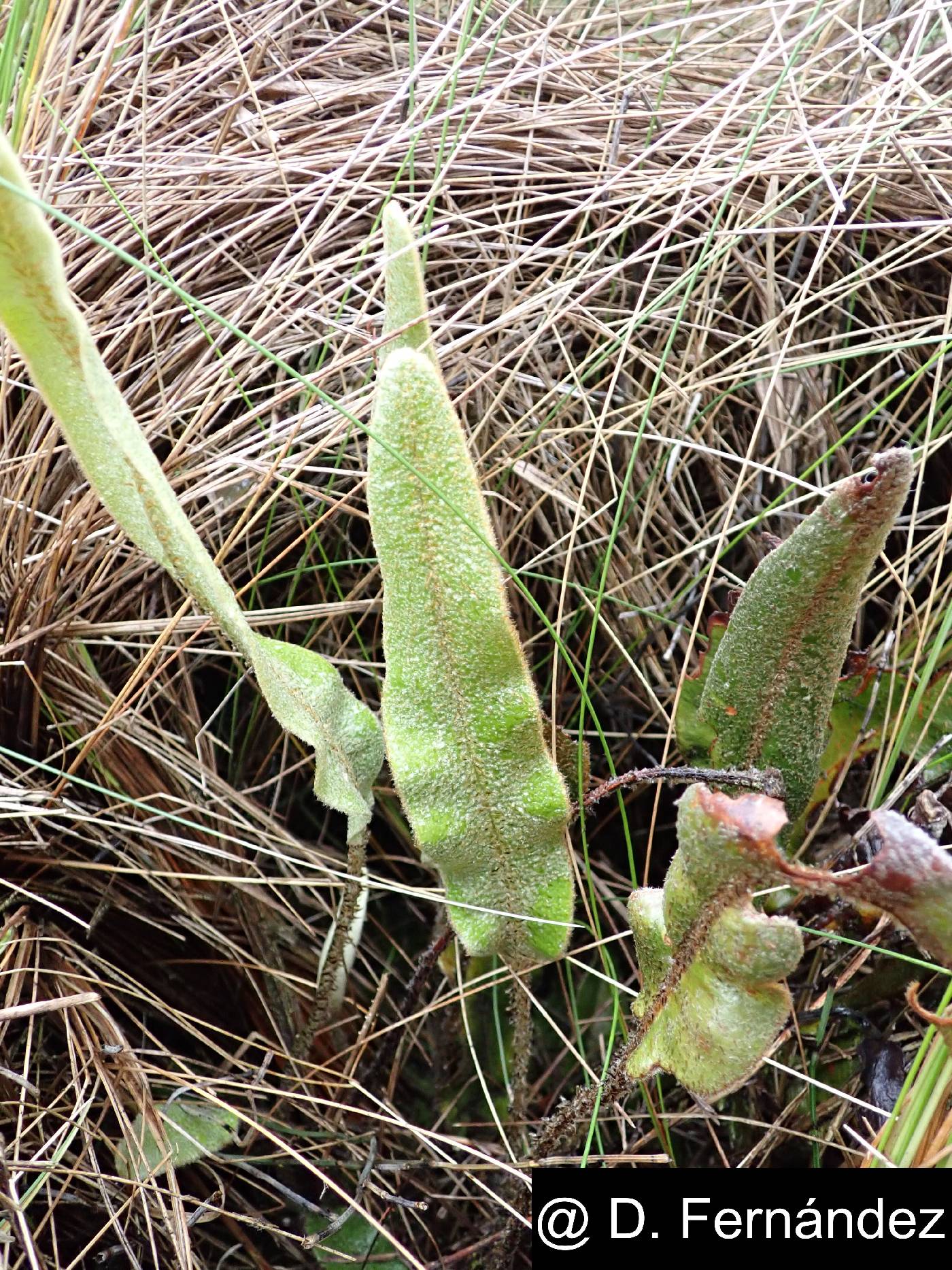Elaphoglossum engelii image