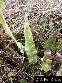 Elaphoglossum engelii image