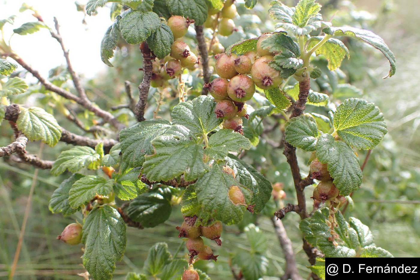 Ribes andicola image