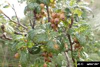 Ribes andicola image