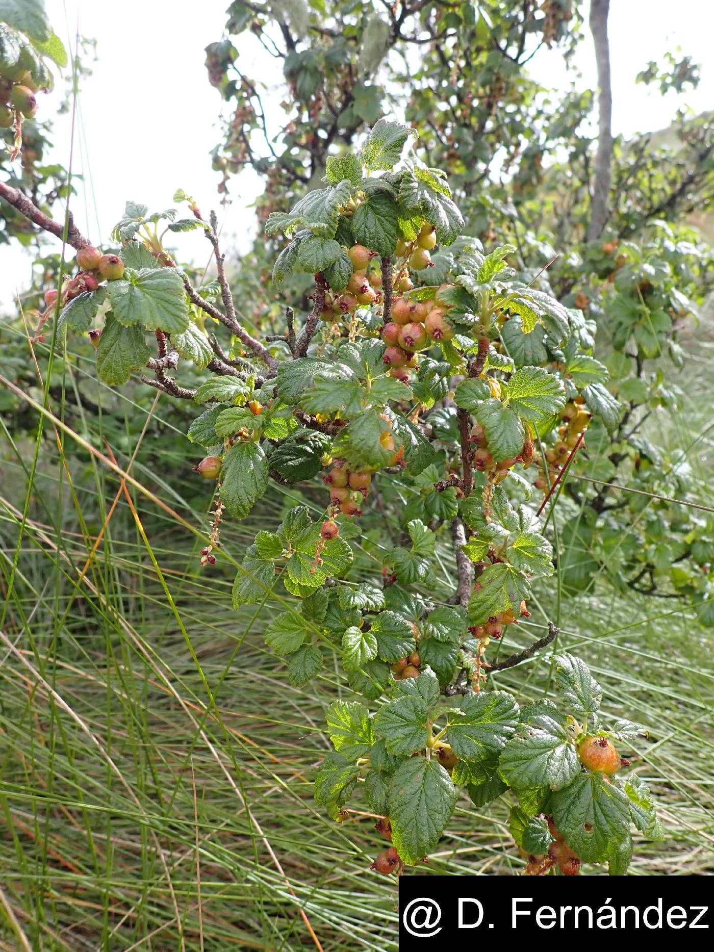 Grossulariaceae image