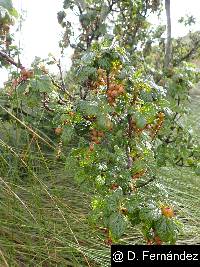 Ribes andicola image