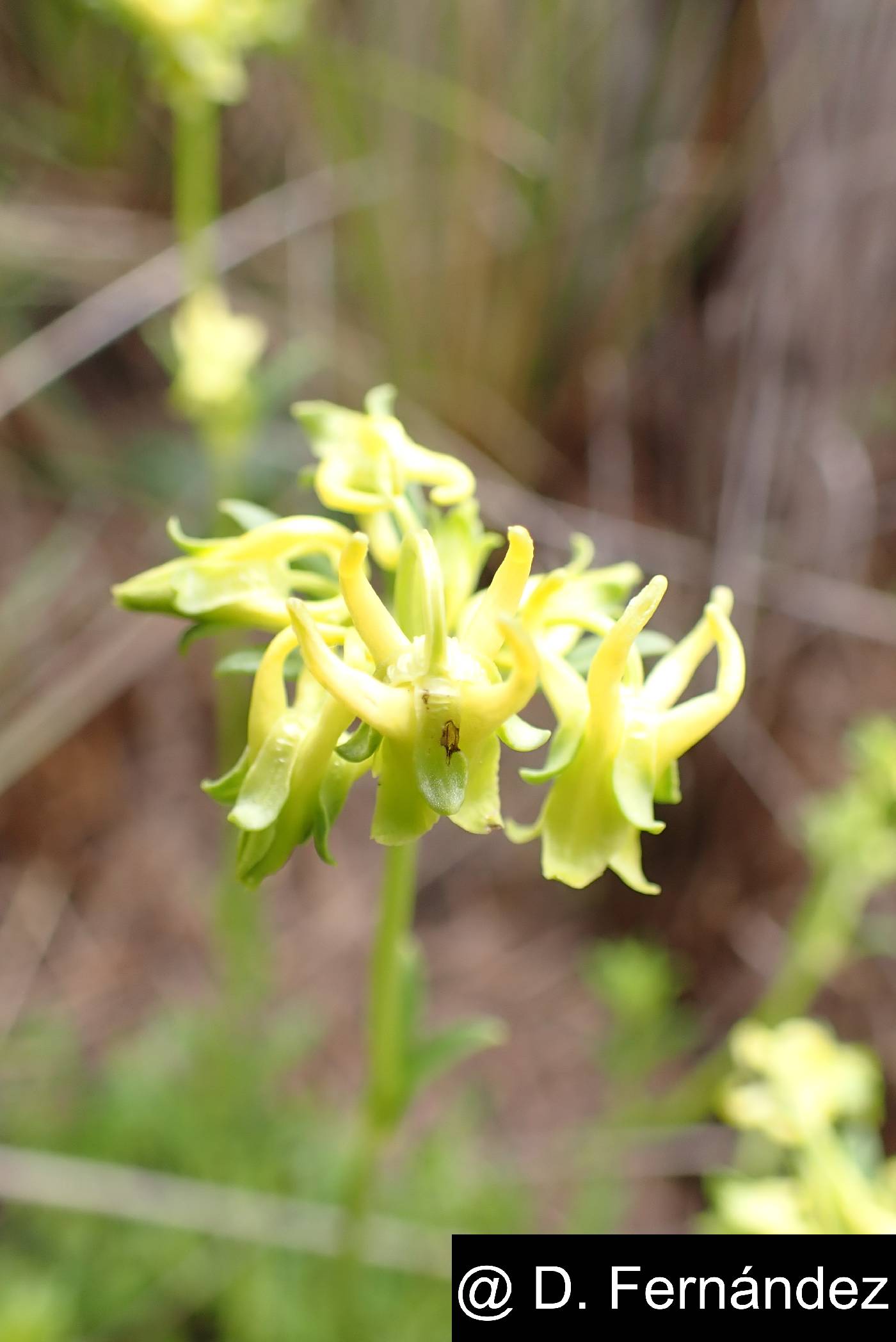 Halenia weddelliana image