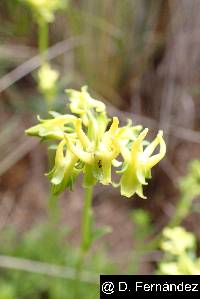 Halenia weddelliana image