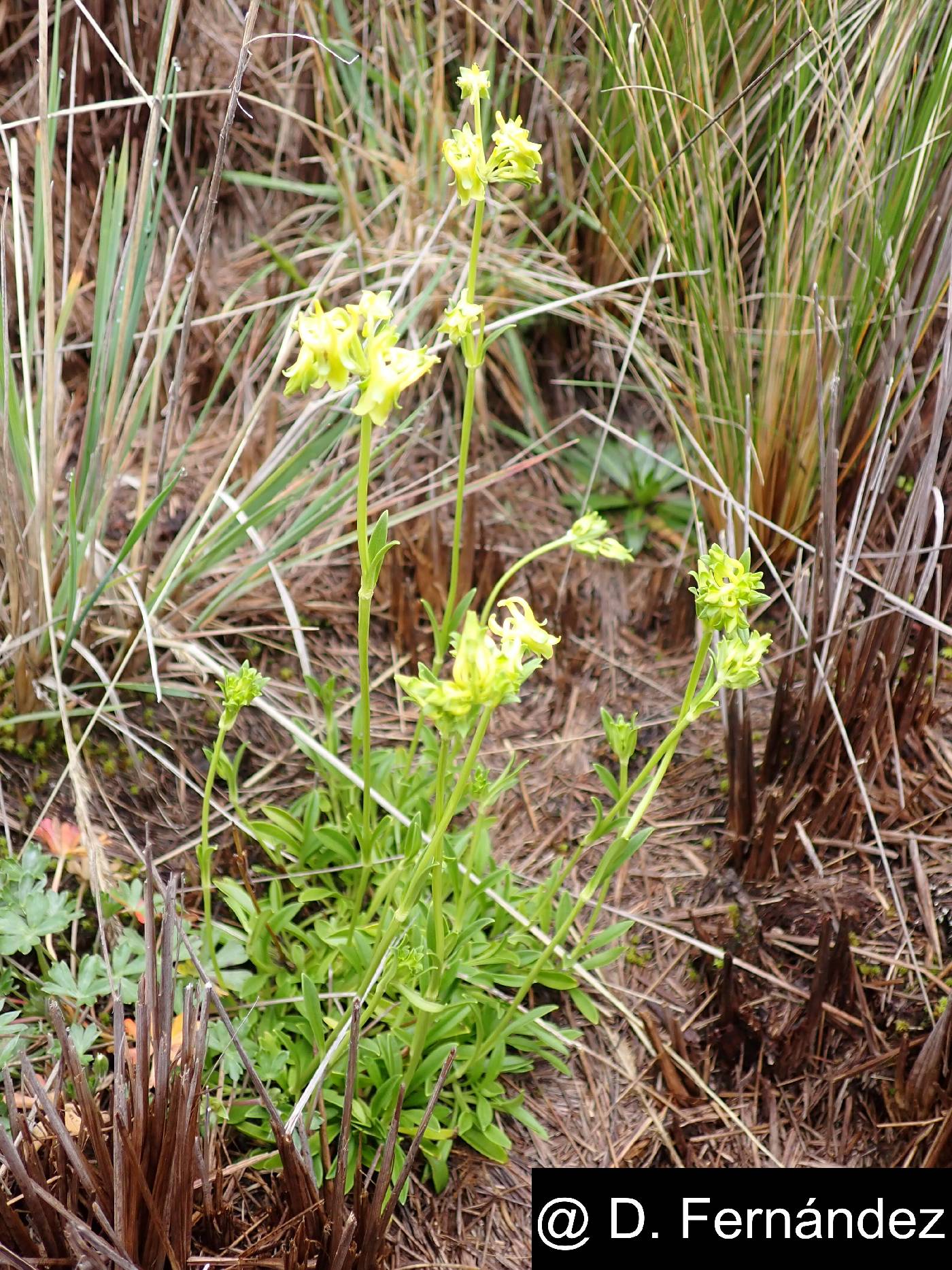 Halenia weddelliana image