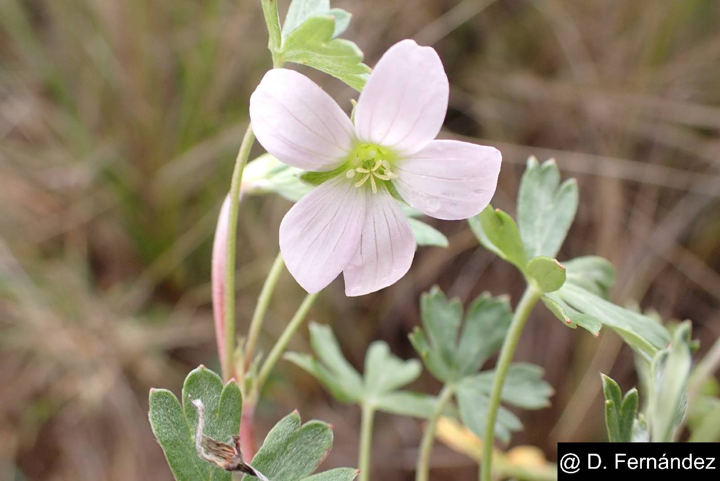 Geranium diffusum image