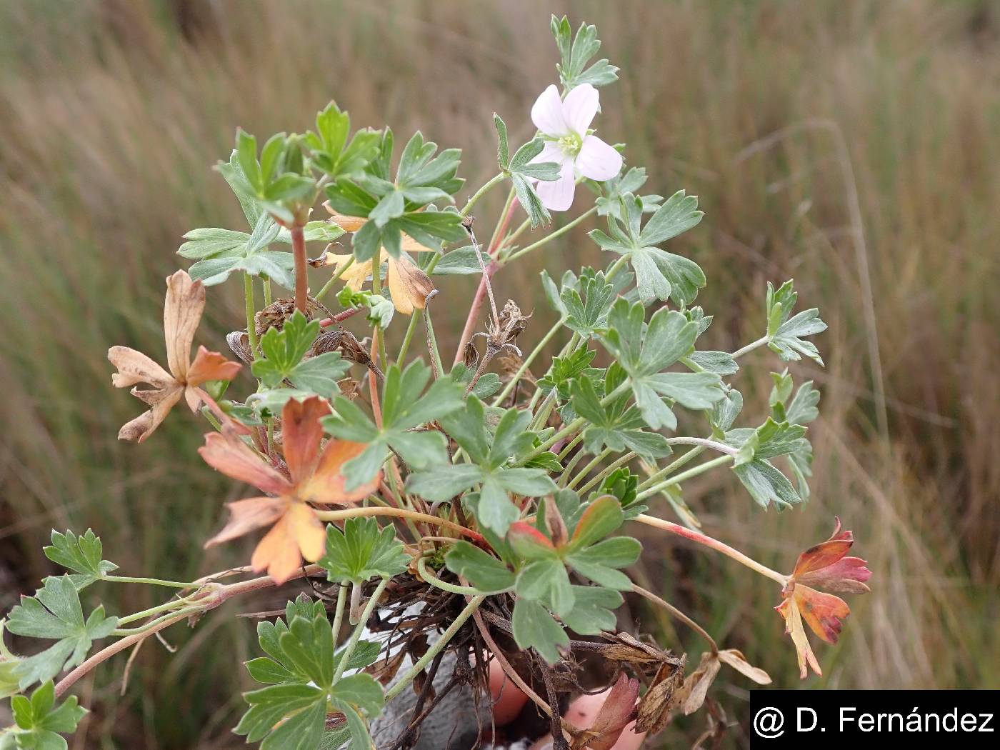 Geranium diffusum image