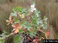 Image of Geranium diffusum