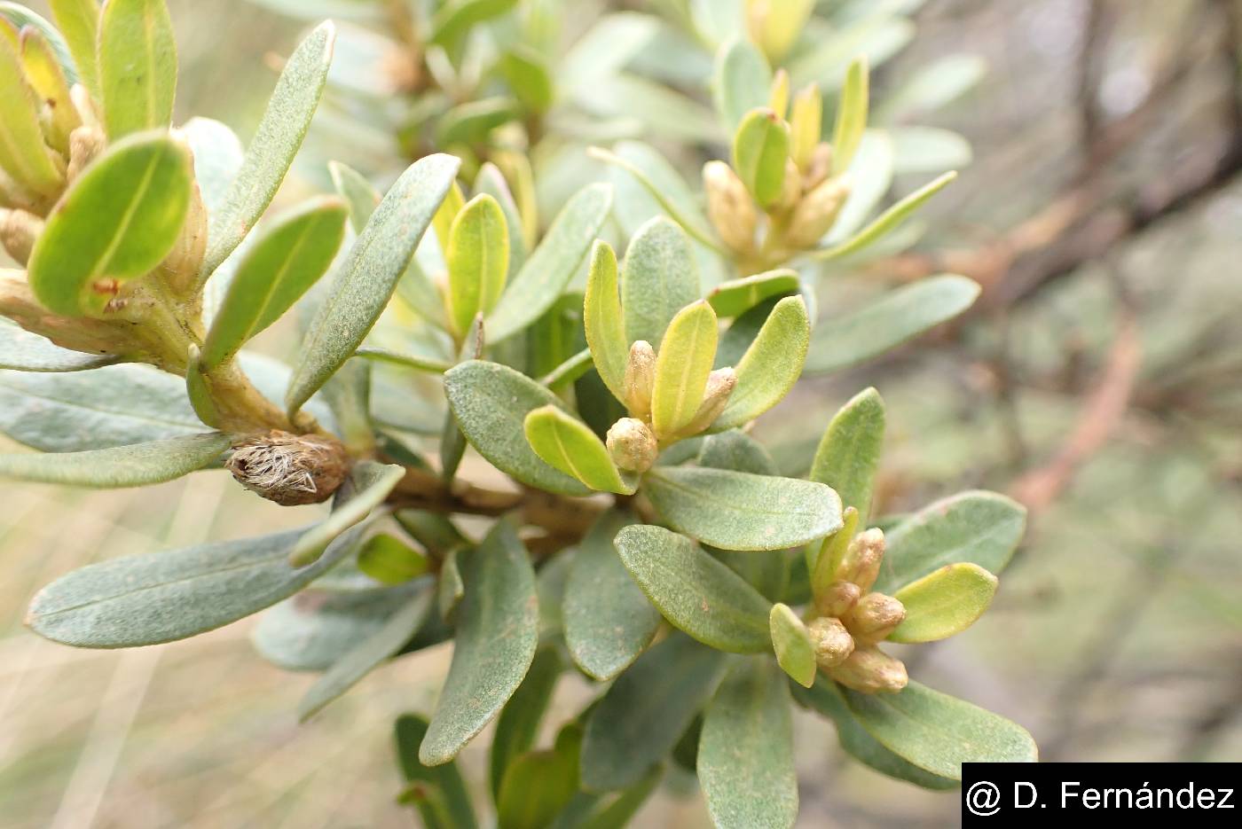 Baccharis buxifolia image