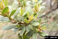Baccharis buxifolia image