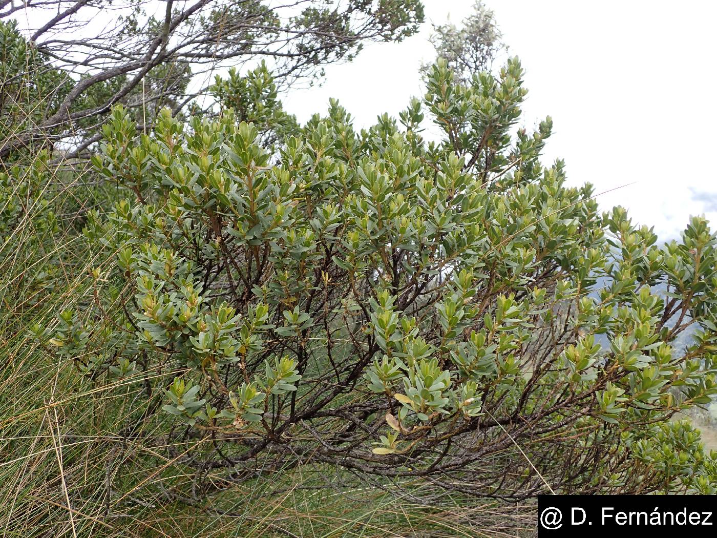 Baccharis buxifolia image