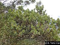 Image of Baccharis buxifolia